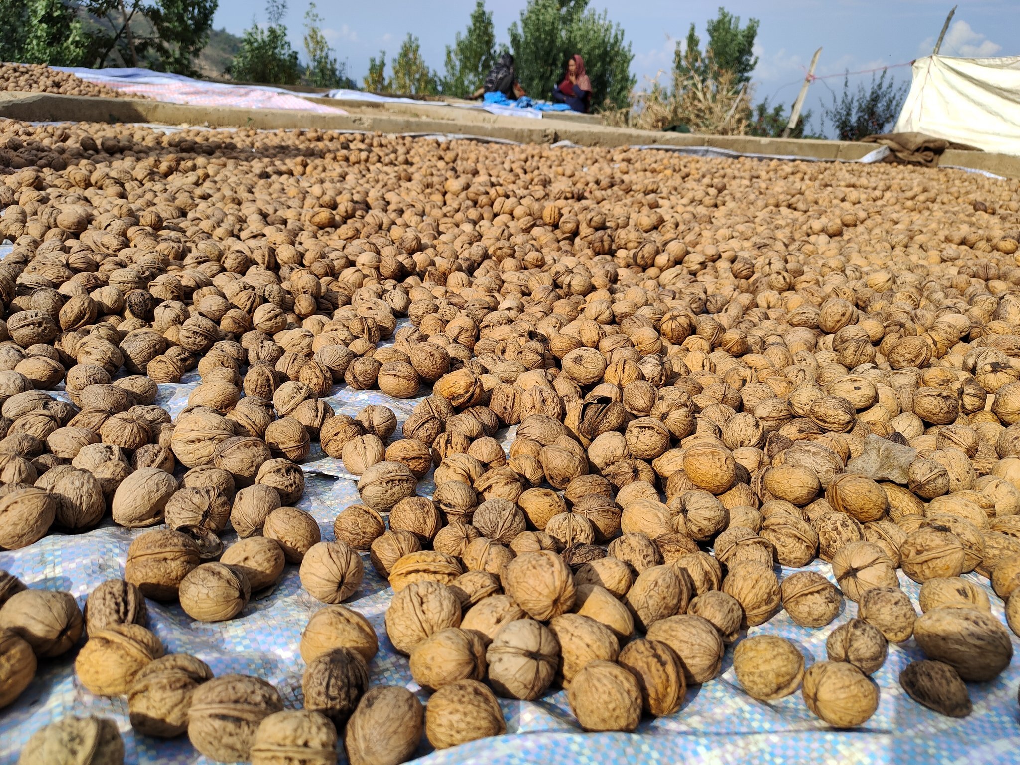 Kashmir's Walnut Industry on the verge of Collapse 1
