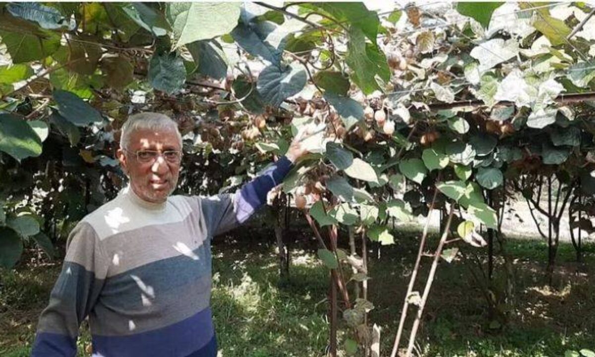 This farmer of Kashmir's Sopore village is becoming talk of the town with Kiwi farming 6